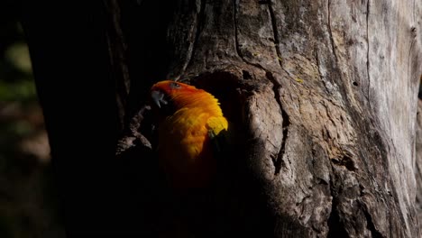 4K-footage-of-this-Sun-Parakeet,-Aratinga-Solstitialis,-looking-up-to-the-sky,-scratches-it-head-with-its-right-foot-to-get-ready-to-roost-in-its-burrow-waiting-for-nightfall-in-its-natural-habitat