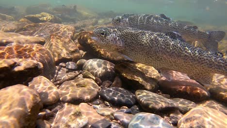 Underwater-view-of-small-school-of-trout-feeding-on-inspects-in-a-clear,-shallow-stream-in-the-San-Juan-Mountains-near-Telluride-CO