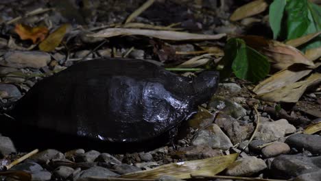 4K-Vulnerable-species-Black-Marsh-Turtle,-Siebenrockiella-Crassicollis