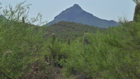 Scenery-Of-Saguaros-And-Lush-Vegetation-With-Silhouetted-Mountain-In-Background-At-Tucson,-Arizona,-USA