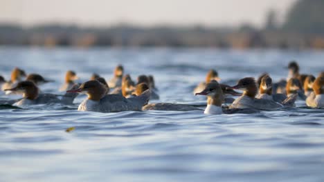 Flock-of-female-goosanders-swimming-in-the-water