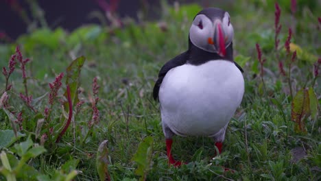 Atlantic-Puffin-On-The-Green-Grass-Walking-And-Preening-Feathers