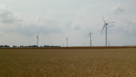 Wind-farm-near-a-mature-field-with-grain-swaying-in-the-wind,-harvesting-time,-big-windmill-farm-in-Poland,-Zwartowo
