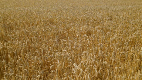 Close-up-aerial-fly-a-ripe-field-of-grain,-golden-ears-swaying-in-the-wind,-harvesting-global-culture