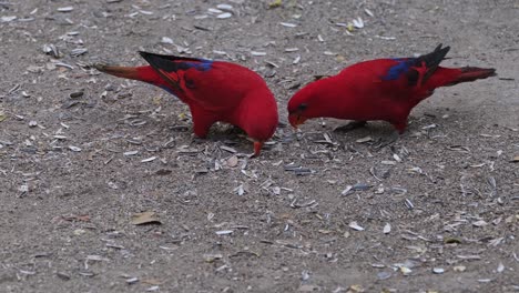 4K-footage-of-a-pair-of-playful-Red-Moluccan-Lory,-Eos-Bornea