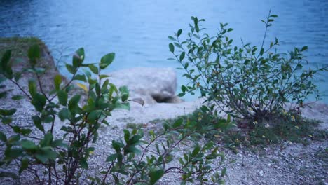 Pflanzen-Am-Seeufer-Mit-Wasser,-Das-Auf-Das-Ufer-Trifft
