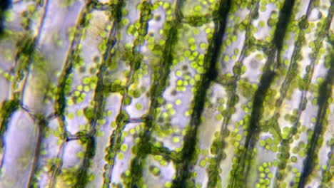 Microscopic-plant-cells-with-chlorophyll
