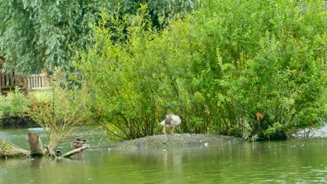 Wild-duck-resting-on-lake-island-mound-surrounded-by-green-vegetation-in-England