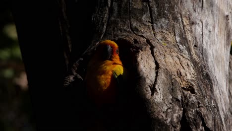 4K-little-Sun-Parakeet-turning-its-head-180-degree-to-pluck-its-vibrant-feathers-with-bill-while-roosting-in-a-dead-tree-burrow-at-twilight-in-natural-forest-environment