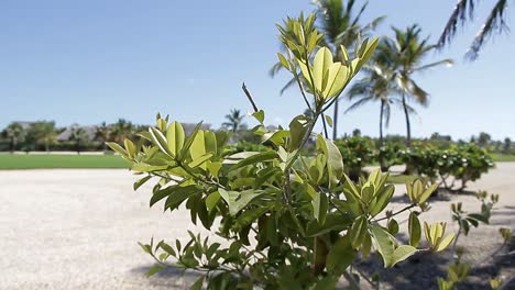 Tropische-Atmosphäre-Panorama-In-Punta-Cana-Dominikanische-Republik,-Schönes-Klima-Mit-Strahlendem-Sonnenschein,-Toristischer-Lebensstil