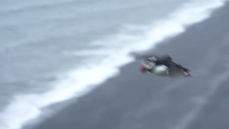 Fratercula-Arctica-Papageientauchervogel-Auf-Flug-über-Meereslandschaft