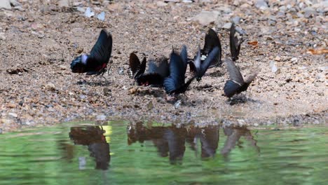 Fast-flapping-of-wings-of-the-Common-Mormon,-Papilio-Polytes-Romulus,-along-the-stream-during-summer,-reflection-on-rippling-river-water-surface-in-Kaeng-Krachan-National-Park