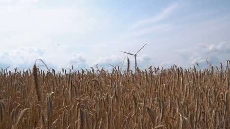 Roggenfelder-Wehen-Im-Wind-Mit-Windkraftanlagen-Im-Hintergrund