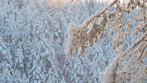 Ice-crystals-falling-slowly-in-a-snow-covered-pine-tree-scenery-on-a-very-cold-winter-day