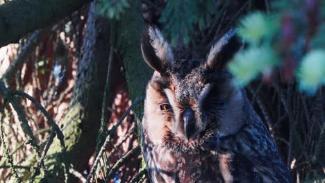 Portrait-of-sleepy-long-eared-owl-resting-on-Conifer-Tree-in-the-forest---wildlife