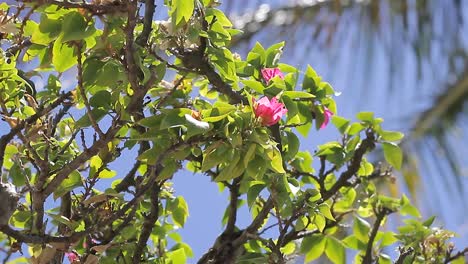 Geschlossene-Aufnahme-Einer-Pflanze-Mit-Roten-Blumen-In-Tropischer-Umgebung-In-Punta-Cana-Dominikanische-Republik,-Schönes-Klima-Mit-Strahlendem-Sonnenschein,-Touristischer-Lebensstil