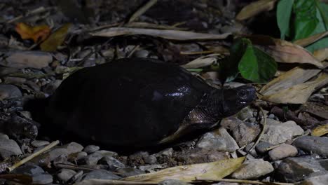4k-Eine-Schwarze-Maischeschildkröte,-Siebenrockiella-Crassicollis