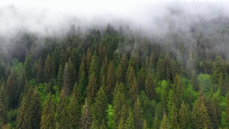 Aéreo:-Bosque-Neblinoso-En-La-Ladera-De-La-Montaña,-Niebla-Que-Cubre-árboles-De-Coníferas,-Paisaje-De-4k