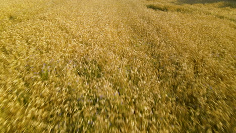 Aerial-flying-fast-over-endless-fields-of-ripe-wheat-in-the-summer-harvest-season-Czeczewo-Poland