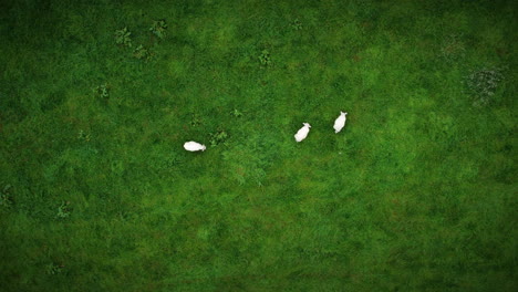 Aerial-of-three-sheep-in-meadow,-dolly-in