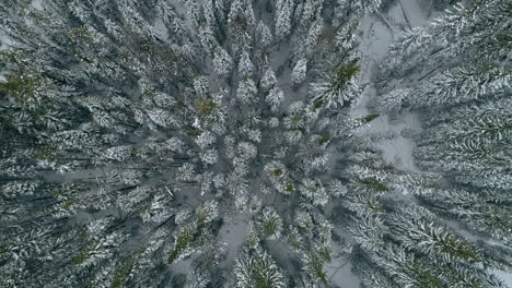 Rising-top-down-aerial-slowly-spins-out-of-snow-covered-winter-pine-forest,-4K