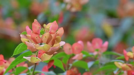 Zoom-out-shot-of-attractive-shrub-of-Chinese-Hat-Plant,-Holmskioldia-Sanguinea-with-beautiful-bokeh-background