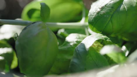 Basil-leaves-are-placed-in-the-basket-by-a-hand