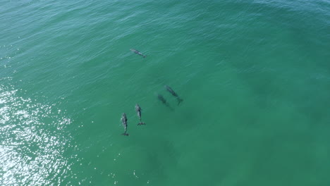 4k-Aerial-shot-of-a-group-of-calm-dolphins-swimming-in-turquoise-blue-sea-by-Byron-Bay,-Australia