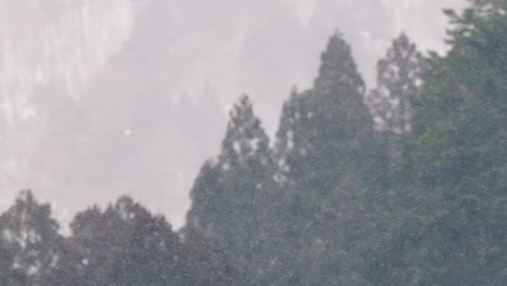 Ventisca-Y-Niebla-En-El-Bosque-De-Coníferas-En-El-Frío-Paisaje-Invernal-Cerca-Del-Campo-De-Gifu,-Japón