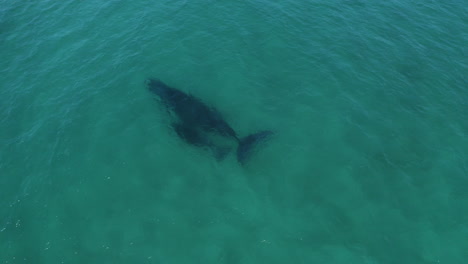 4k-Drone-shot-of-a-mother-and-baby-humpback-whale-swimming-together-in-the-ocean-sea-in-Australia