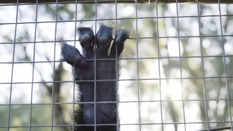 Closeup-on-monkey-paw-fingers-grabbing-hold-of-metal-fence-cage-before-leaving-shot-quickly