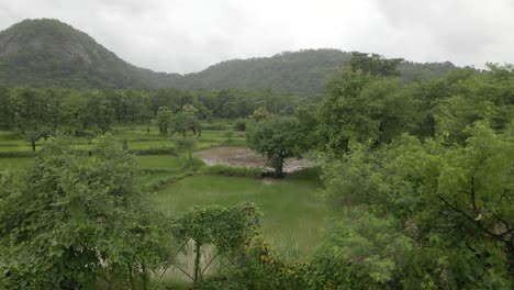 Drone-Disparó-Montañas-Verdes-Y-Campo-De-Arroz-Fam-Bajo-La-Lluvia-En-Manor-Maharashtra-India