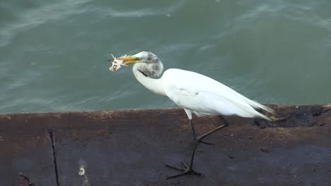 Great-Egret-and-her-catch-on-the-Gatun-Locks