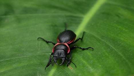 Close-up-shot-of-a-black-coppery-bordered-Large-Ground-Beetle,-Mouhotia-batesi-turn-around-and-slowly-crawl-away-and-off-screen-on-a-green-large-monocot-leaf,-captured-in-Thailand-Southeast-Asia