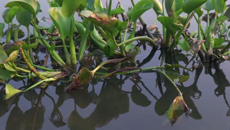 water-hyacinth-plants-on-a-lake-quiet-afternoon,-sunset,-sunrise
