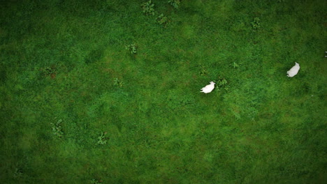 Aerial-of-sheep-in-meadow-moving-out-of-shot-to-the-right