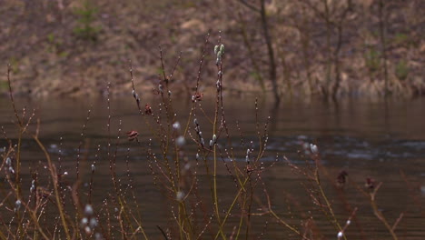 Weidenkätzchen,-Die-Früh-Im-Frühling-In-Einem-überschwemmten-Fluss-Schwanken