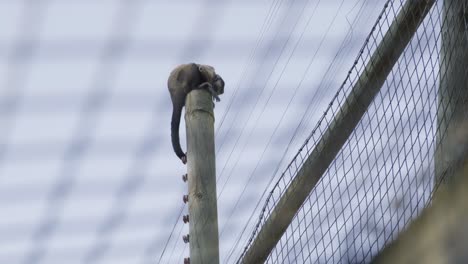Adorable-Capuchin-monkey-sitting-on-high-wooden-pole-in-enclosure-behind-wire-fence