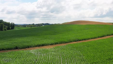 Schneller-Flug-über-Weizen--Und-Maisfelder