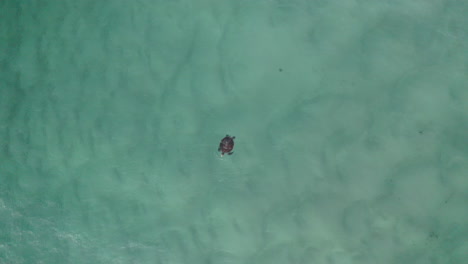 4k-Drone-shot-of-a-swimming-sea-turtle-in-shallow-blue-ocean-water