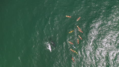 4k-Top-view-aerial-shot-of-a-large-group-of-tourists-on-kayak-close-to-a-Humpback-Whale-at-Byron-Bay,-Australia