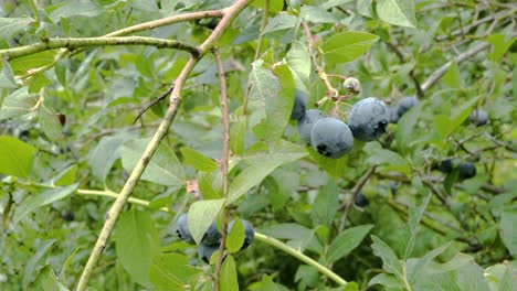 Small-bunch-of-ripe,-organic-blueberries-on-lush-green-bush