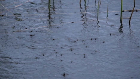 Water-striders-or-gerridae,-trying-not-to-get-hit-by-water-drops-bombardment-on-a-rainy-day