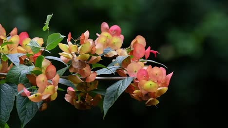 Dolly-Out-Shot-Capturando-Flores-Tropicales-Florecientes,-Racimos-De-Plantas-De-Sombrero-Chino-Naranja,-Holmskioldia-Sanguinea-Contra-Un-Fondo-Oscuro-Contrastante-En-Un-Entorno-Natural