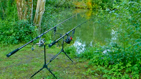 Carp-fish-pulls-fishing-rod-while-catching-fish-at-a-forest-lake---static-shot