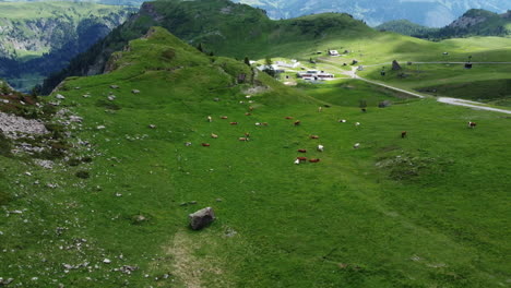 Aerial-shot-of-a-peaceful-mountain-meadow-with-cows-grazing