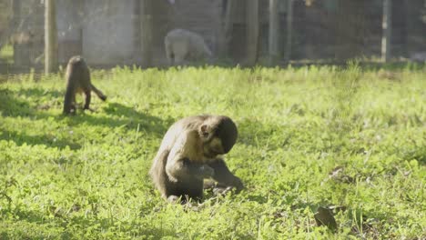 Adorable-tiny-Capuchin-monkey-sitting-in-grass-enclosure-foraging-for-food-behind-wire-fence