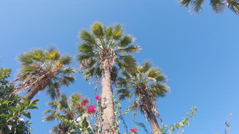 Panning-up-view-of-pink-bougainvillea-glabra-scrambling-over-palm-tree-against-blue-sky-on-a-sunny-day