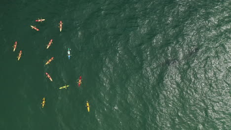 4k-Top-view-drone-shot-of-a-large-group-of-tourists-on-kayak-looking-for-Humpback-Whale-at-Byron-Bay,-Australia
