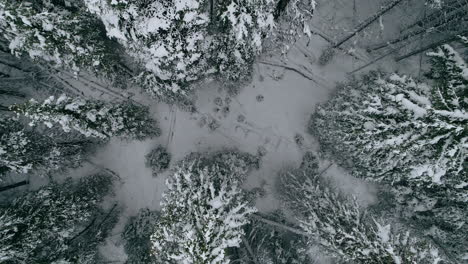 Top-down-aerial-shot-rising-up-through-snowy-covered-pine-tree-forest,-4K